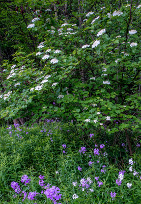 High Bush Cranberry and Phlox, Ridges Sanctuary, Door County, WI