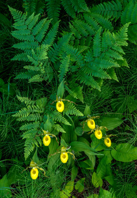 Ferns and Yellow Ladys-slippers, Ridges Sanctuary, Door County, WI