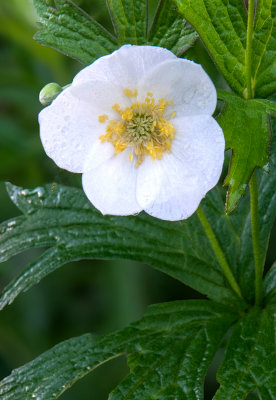 Canada Anenome, Ridges Sanctuary, Door County, WI