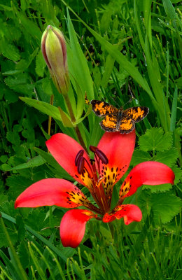 Butterfly on Wood Lily, Ridges Sanctury, Door County, WI