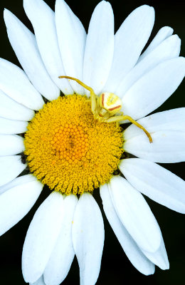 Oxeye Daisy  with Crab Spider, Ridges Sanctuary, Door County, WI