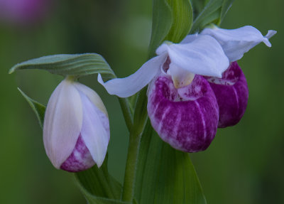 Trio of Showy Ladys-slippers, Door County, WI