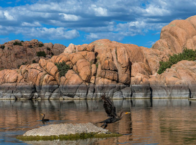 Cormorants at Watson Lake, AZ  