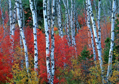 Aspens and Maples, Targhee National Forest, WY