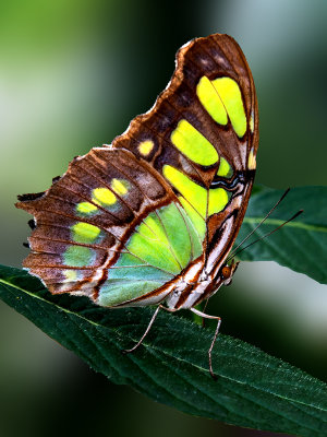 Malachite Butterfly