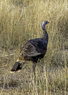 Hen Turkey in grasses just outside Zion National Park, UT