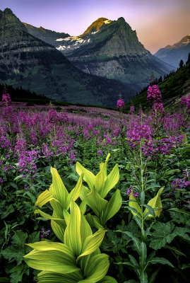 Fireweed and Corn Lilies at Logan Pass, Glacier National Park, MT
