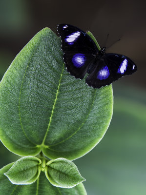 Great Egg-fly