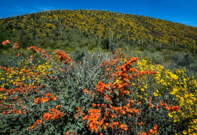 Globemallow and Britlebush, Lake Pleasant Regional Park, AZ