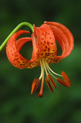 Michigan Lily, Chiwaukee Prairie, Kenosha County, WI