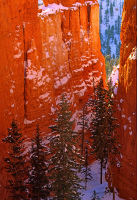 Wall Street, Bryce Canyon National Park, UT