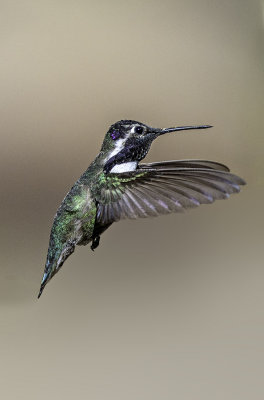 Costas Hummingbird, Cottonwood, AZ