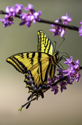 Tiger Swallowtail Butterfly, Cottonwood, AZ