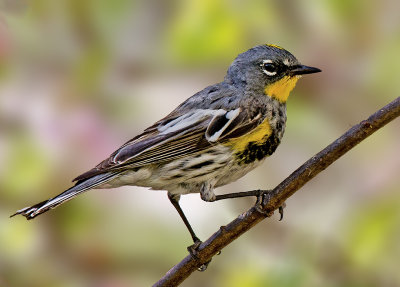 Yellow-rumped Warbler, Oak Creek, AZ