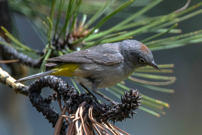 Virginia Warbler, Mingus Mountain, Yavapai County, AZ