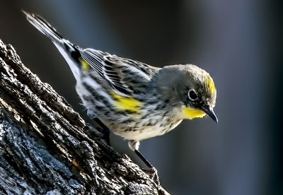 Yellow-rumped Warbler (Audubon), Bubbling Ponds, Sedona, AZ