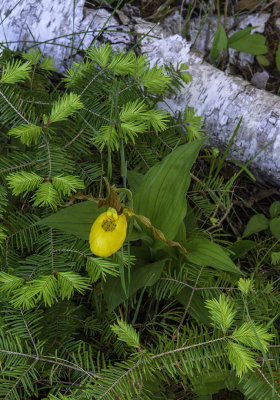 Yellow Lady's-slipper, Balsam Fir, and Birch log, Ridges Sanctuary, Door County, WI