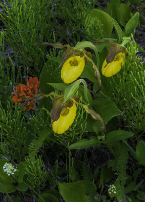 Yellow Lady's-slipper, Ridges Sanctuary Door County,WI