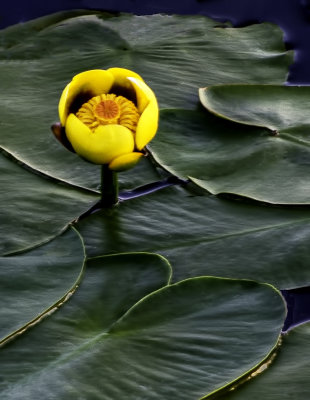 Yellow Water Lily, Ridges Sanctuary, Door County, WI