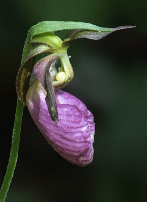 Pink Moccosin Ladys-slipper, Ridges Sanctuary (Logan Creek Section), Door County, WI