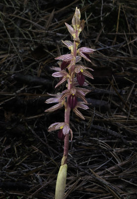 Striped Coralroot Orchid, Ridges Sanctuary, Door County, WI