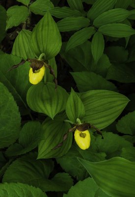 Small Yellow Lady's-slipper, Ridges Sancctury, Door Coounty, WI