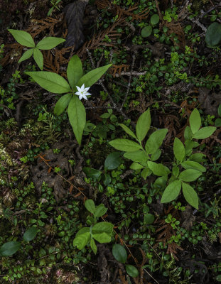 Creeping Snowberry and Star Flower, Ridges Sanctuary, Door Coounty, W