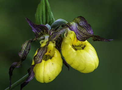 Large Yellow ladys-slipper, Ridges Sanctuary, Door County, WI