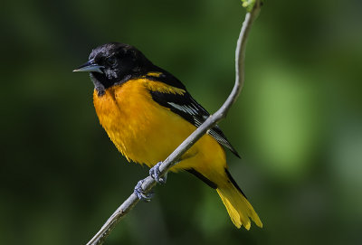 Baltimore Oriole, Magee Marsh, OH