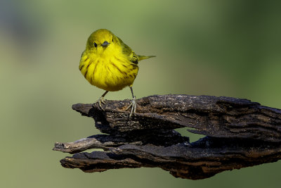 Yellow Warbler, Verde Valley, AZ