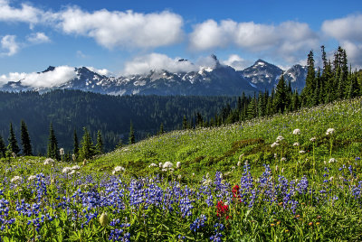 Tatoosh Range from Paradise Meadow, Mt. Rainier National Park, WA