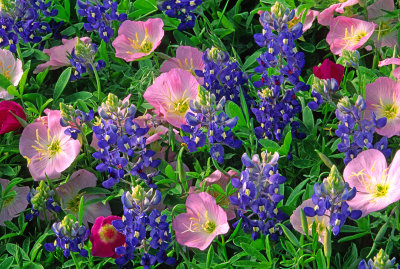 (TW4) Mexican primroses, winecups, and bluebonnets, Gonzales County, TX