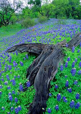 (TW2) Bluebonnets along Willow Loop Road near Fredricksberg, TX