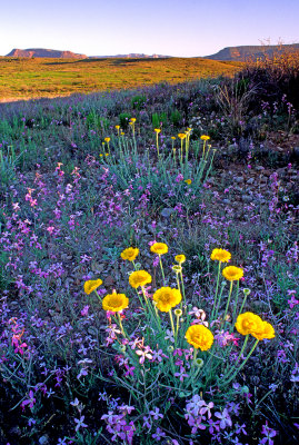  Desert Marigolds and Stock, Sycamore Canyon Road, AZ