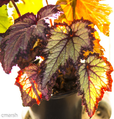 RMR_6312.jpg - Flora III