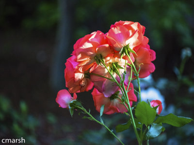 RMR_6326-Edit.jpg - Flora IV