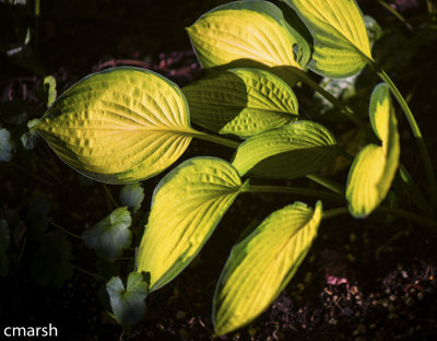 RMR_6328-Edit.jpg - Flora V