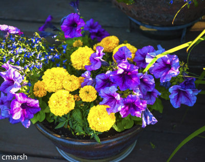 RMR_6337-Edit.jpg - Flora VI