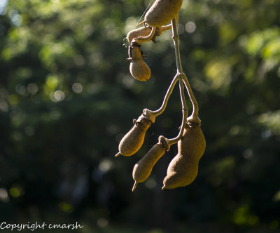 RMR_8931.jpg - Kigelia Pinnata(Sausage Tree) Bignoniaceae