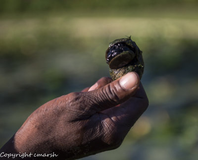 RMR_8967.jpg - Snails