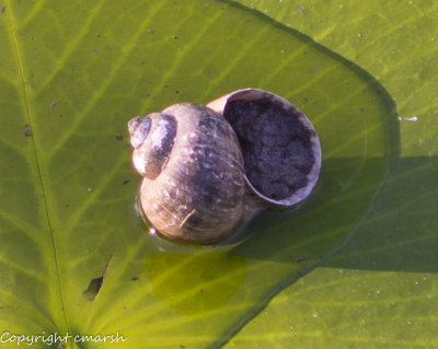 RMR_8972.jpg - Snails III