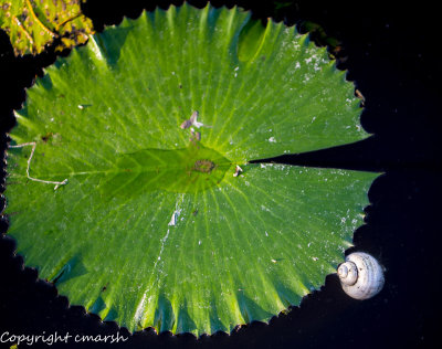 RMR_8974.jpg - Snails IV