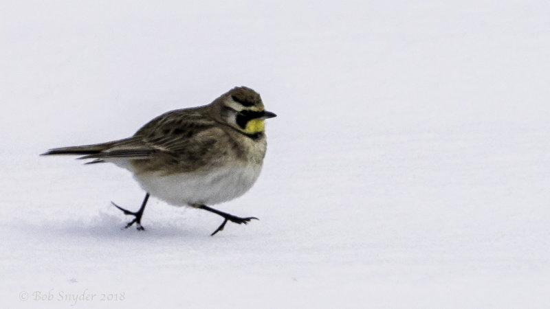 Horned Lark III: walking on crust