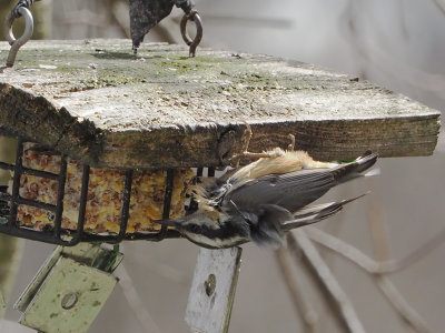 Red-breasted Nuthatch on suet with wind-blown feathers