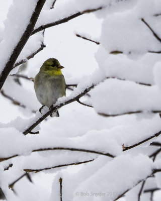 American Goldfinch on snowy twig 