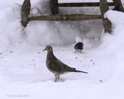 Mourning Dove seeking seeds after snowfall 