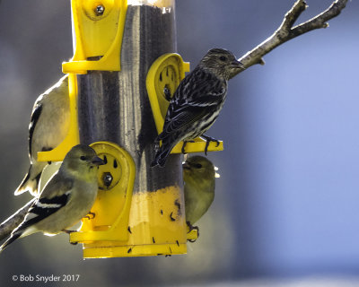 Pine Siskin with American Goldfinches 