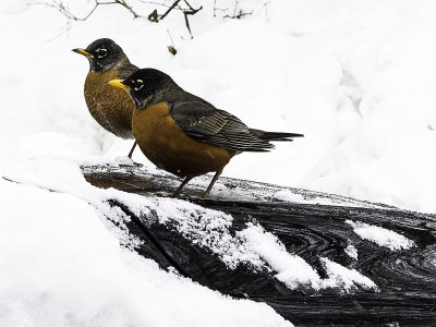 2 Robins on car hood (with heavy sharpening) 