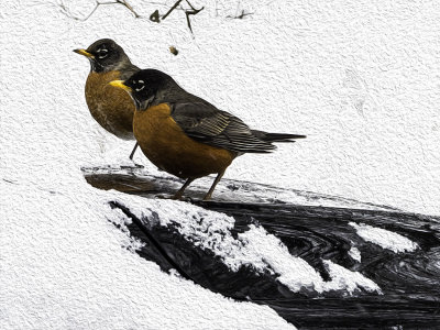 2 Robins on car hood (with Oil painting filter applied in Photoshop CC) 