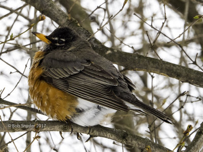 American Robin perched